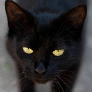 Black cat